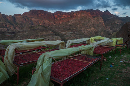 Yemenia & Kent | Rarities