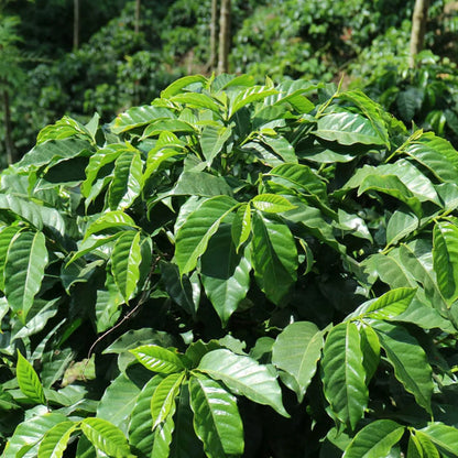 El Paraiso, Pink Bourbon, Diego Bermudez | From the Vault - 8 oz