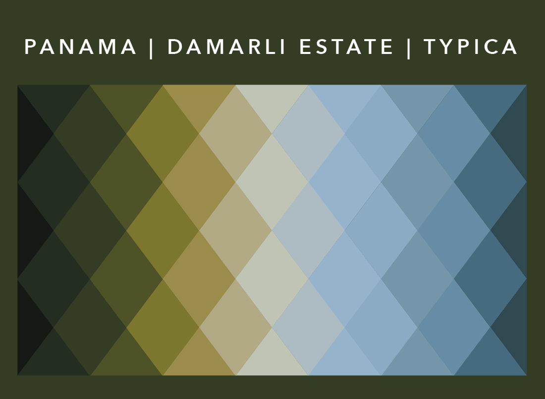 Panama Damarli Estate | Roasted Collection