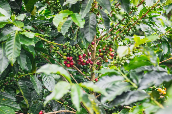 Finca Las Nubes | Single Origin