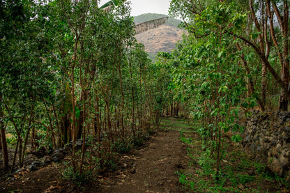 Yemenia & Kent | Rarities