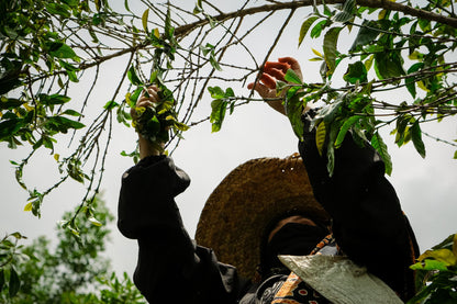 Yemenia & Kent | Rarities