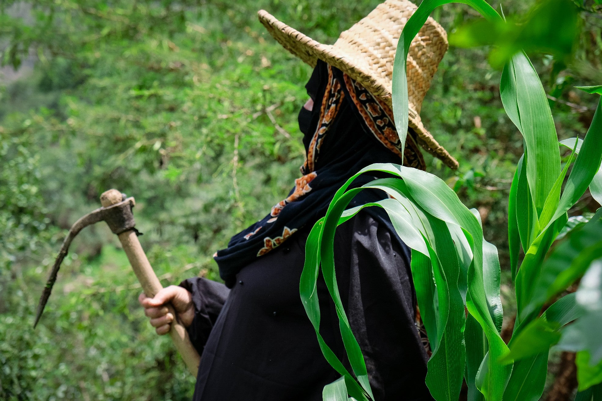 Yemenia & Kent | Rarities