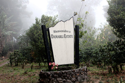 Panama Damarli Estate | Roasted Collection