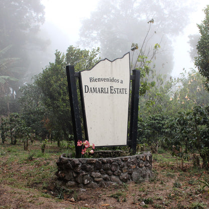 Panama Geisha | Direct Trade