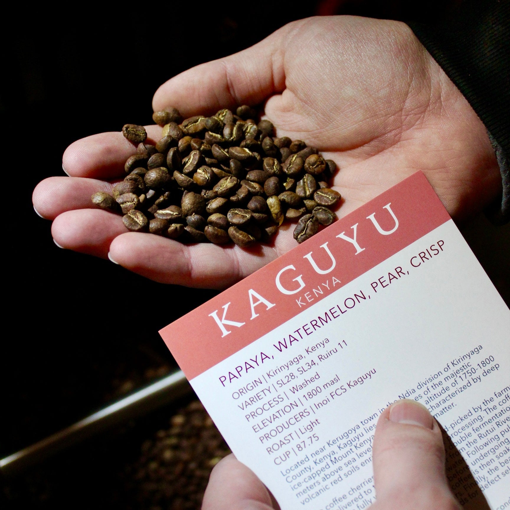 Kaguyu | Single Origin