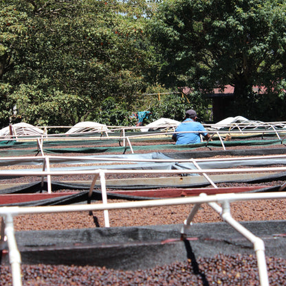 Panama Damarli Estate | Roasted Collection