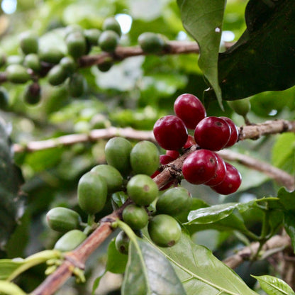 Panama Damarli Estate | Roasted Collection