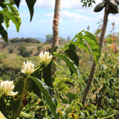 Panama Damarli Estate | Roasted Collection