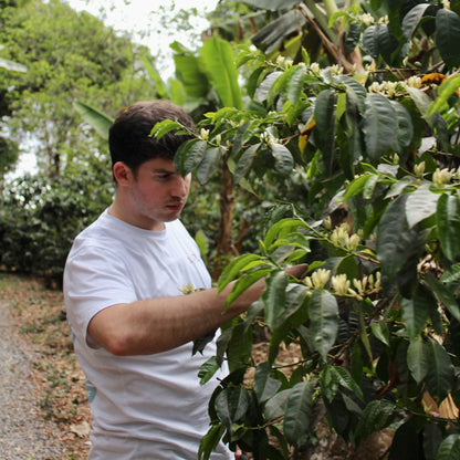 Panama Geisha | Direct Trade