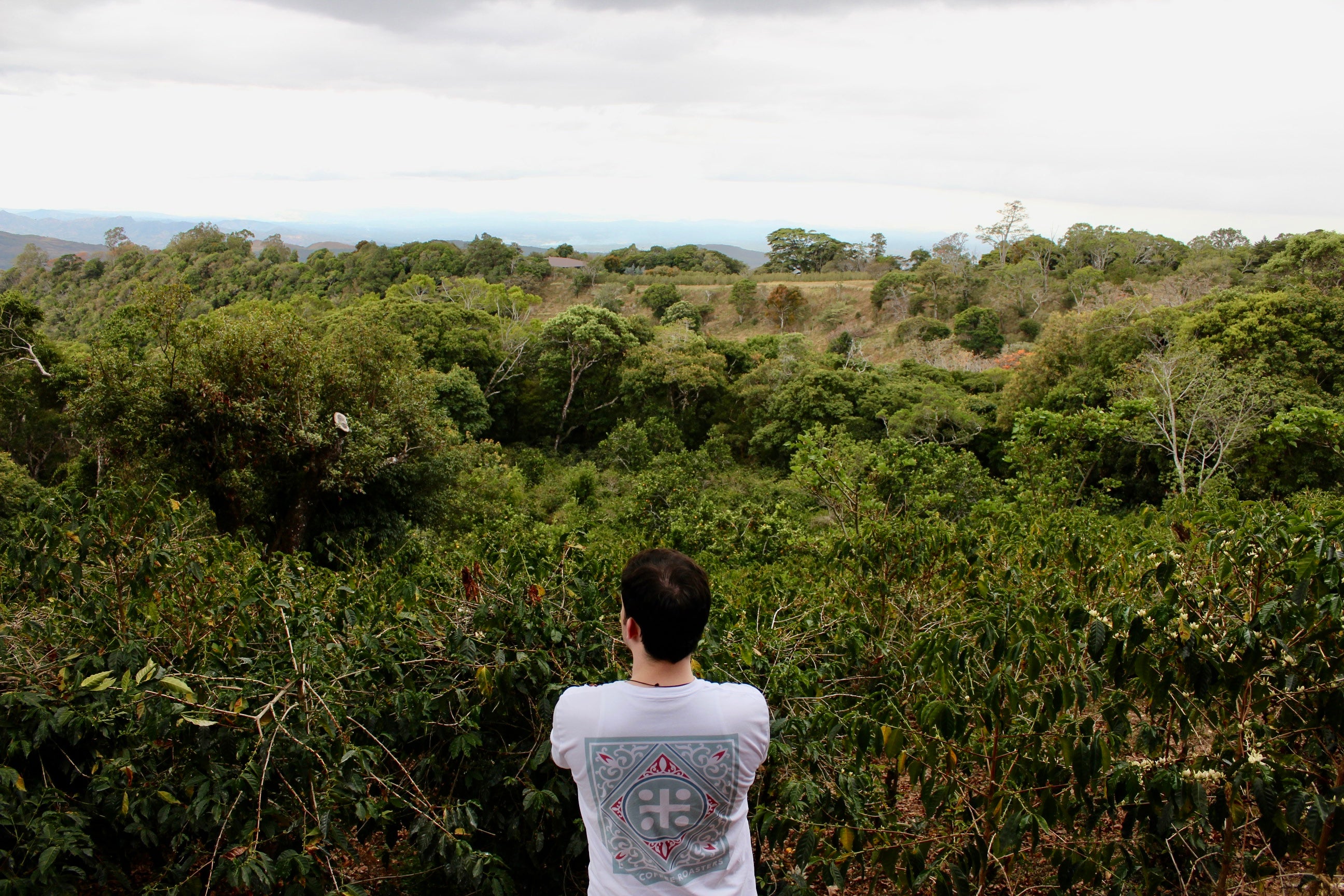 Panama Damarli Estate | Roasted Collection