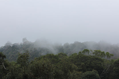 Panama Damarli Estate | Roasted Collection