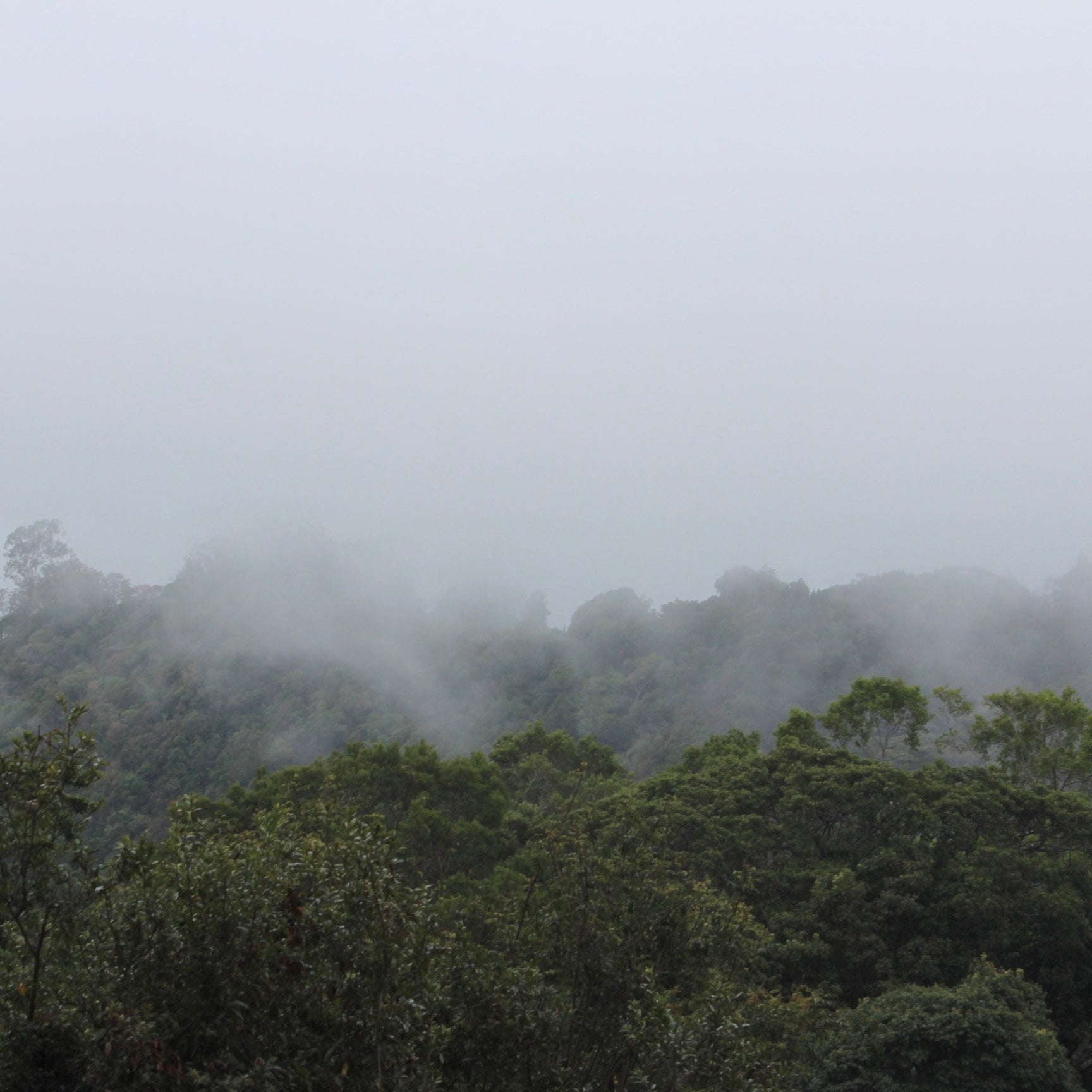 Panama Geisha | Direct Trade