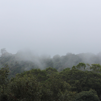 Panama Geisha | Direct Trade