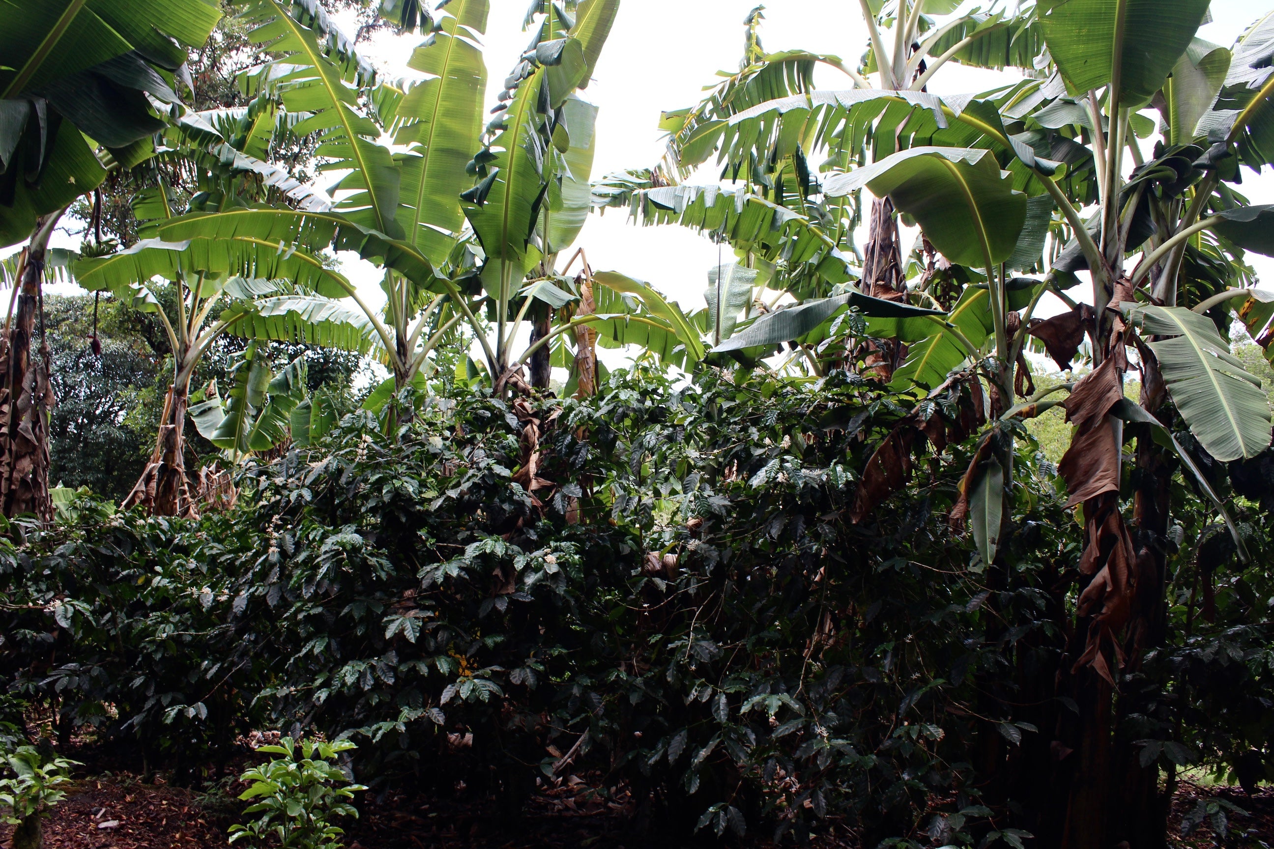 Panama Damarli Estate | Roasted Collection