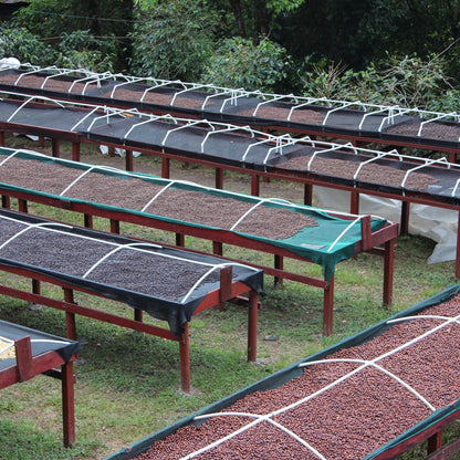 Panama Geisha | Direct Trade