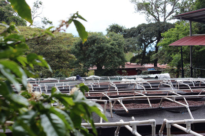 Panama Damarli Estate | Roasted Collection