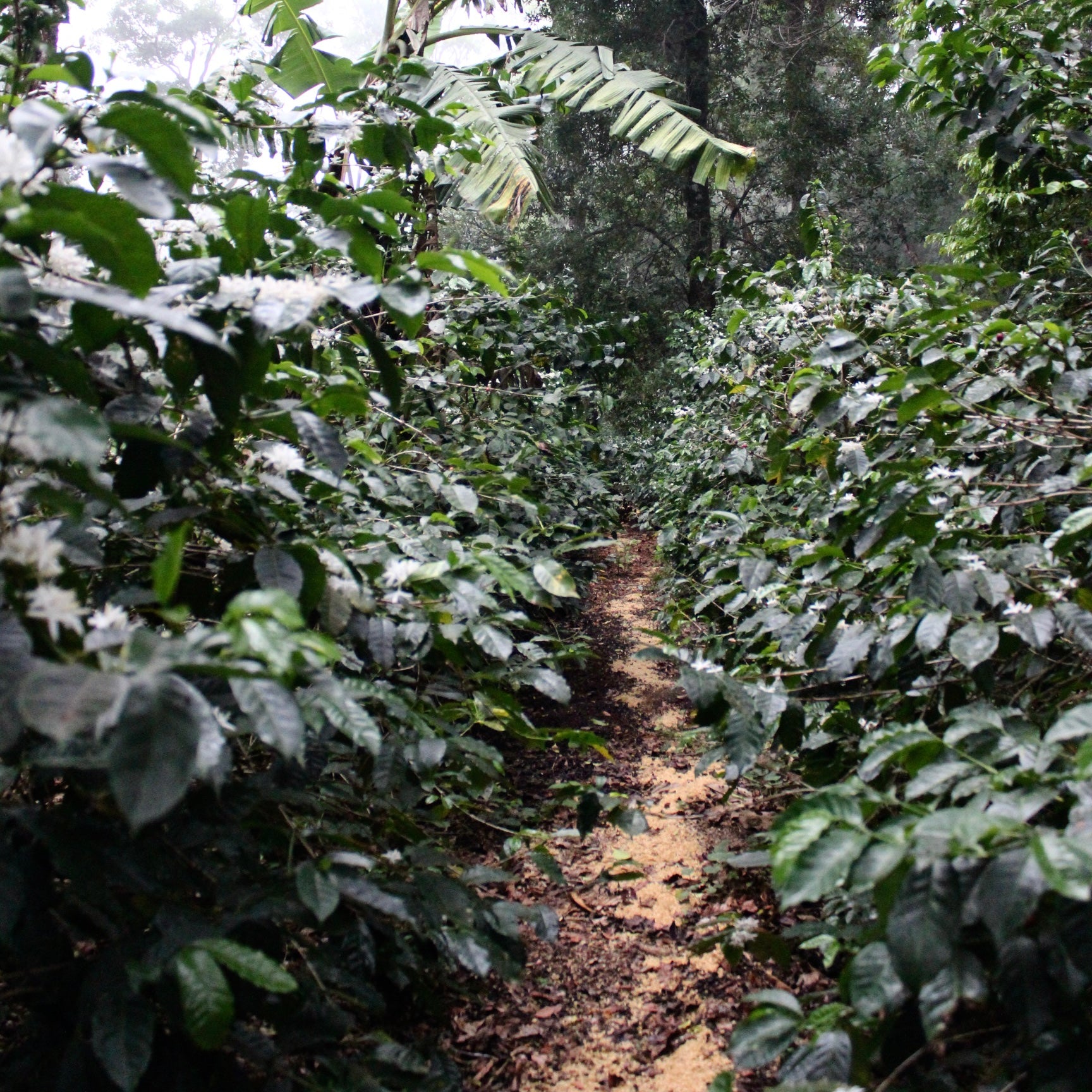 Panama Geisha | Direct Trade