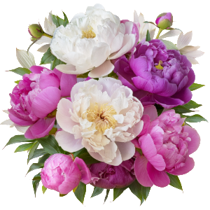 Boku Sayisa | Single Origin