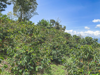 The Pearls | Single Origin