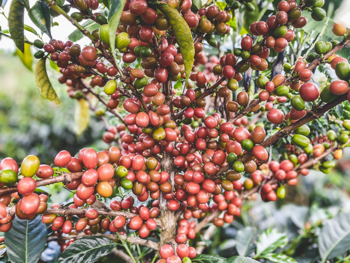 The Pearls | Single Origin