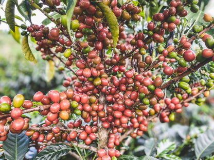 The Pearls | Single Origin