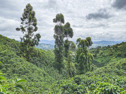 The Pearls | Single Origin