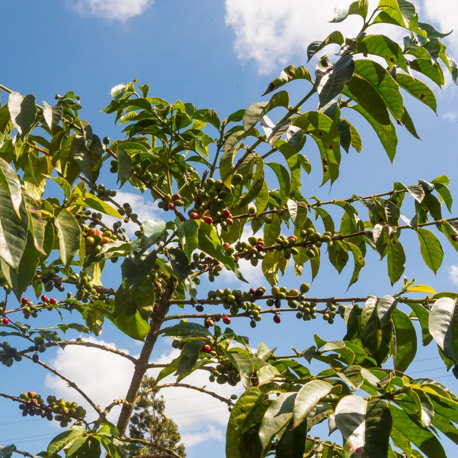 Kaguyu | Single Origin