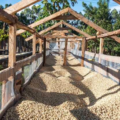 Kaguyu | Single Origin