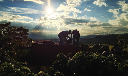 Volcan Azul Honey Decaf | Costa Rica
