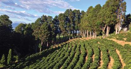 Volcan Azul Honey Decaf | Costa Rica