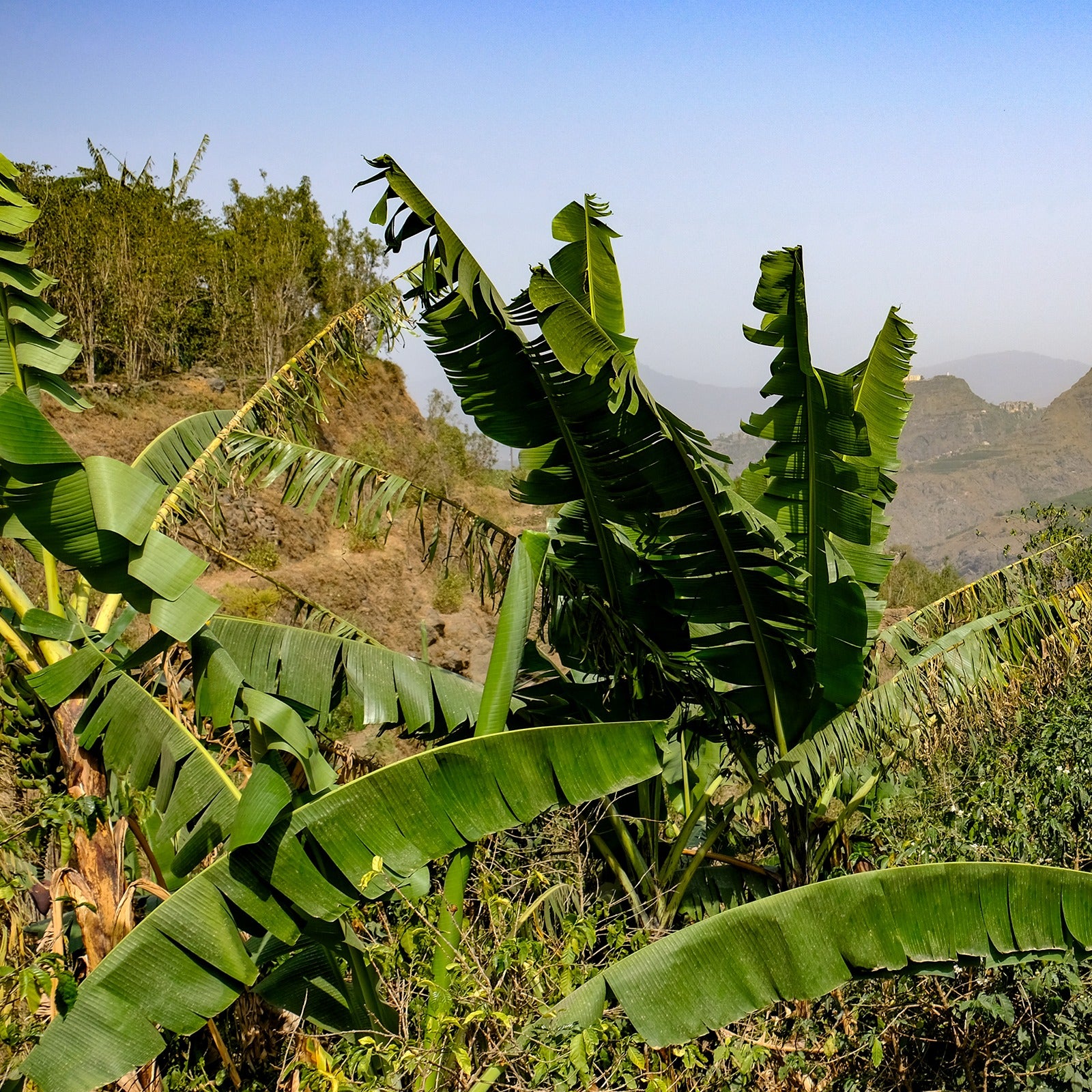 Yemenia & Kent | Rarities