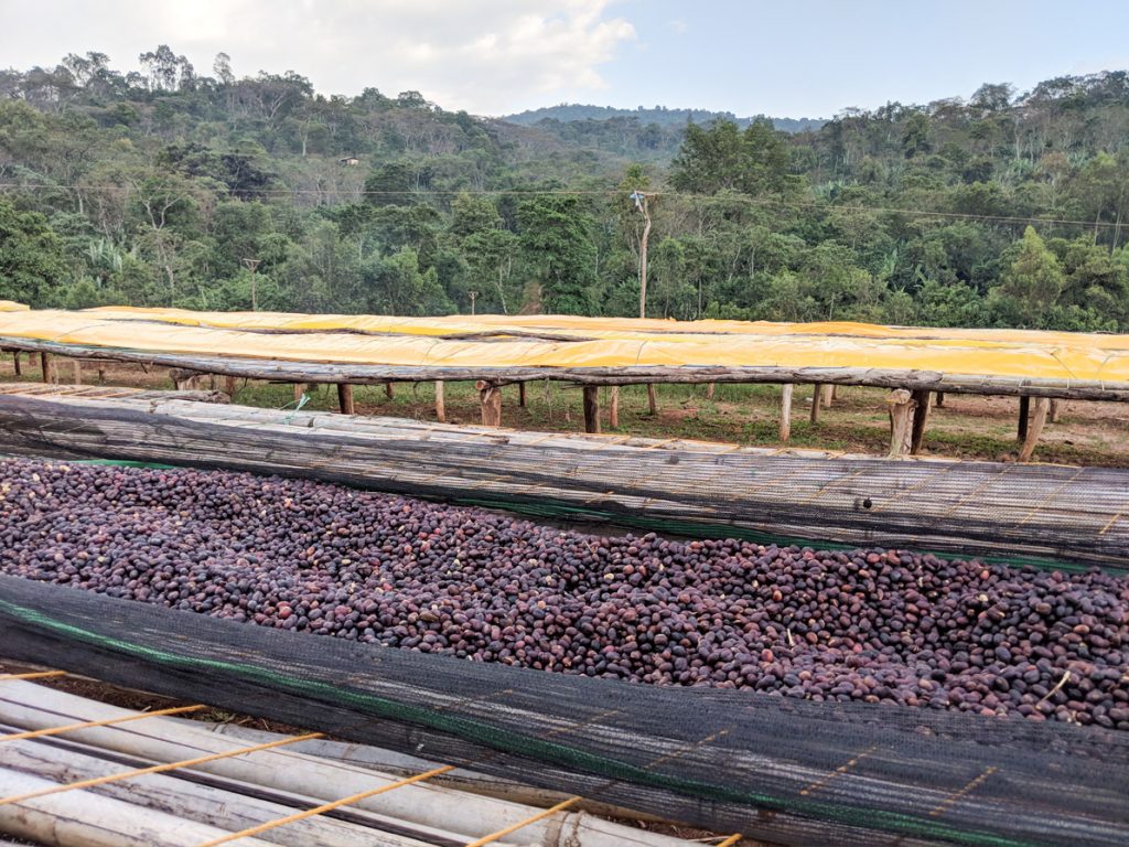 Ethiopian Yirgacheffe Honey | Single Origin