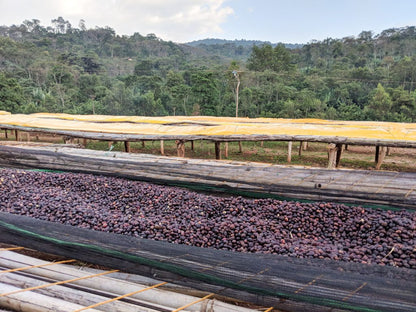 Ethiopian Yirgacheffe Honey | Single Origin