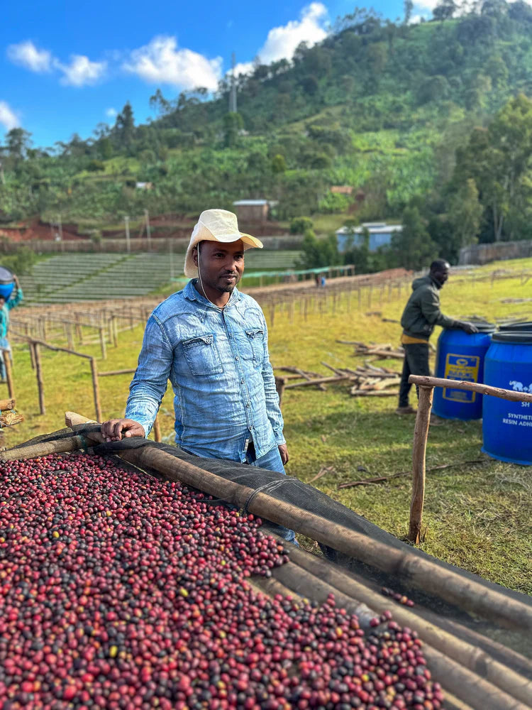 Basha Bekele | Single Origin