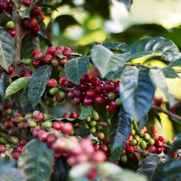 Basha Bekele | Single Origin