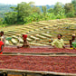 coffee-ethiopia-plantation-drying-coffee-cherries
