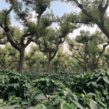 San Lorenzo | Single Origin