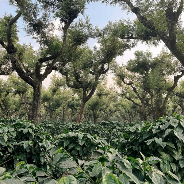 San Lorenzo | Single Origin