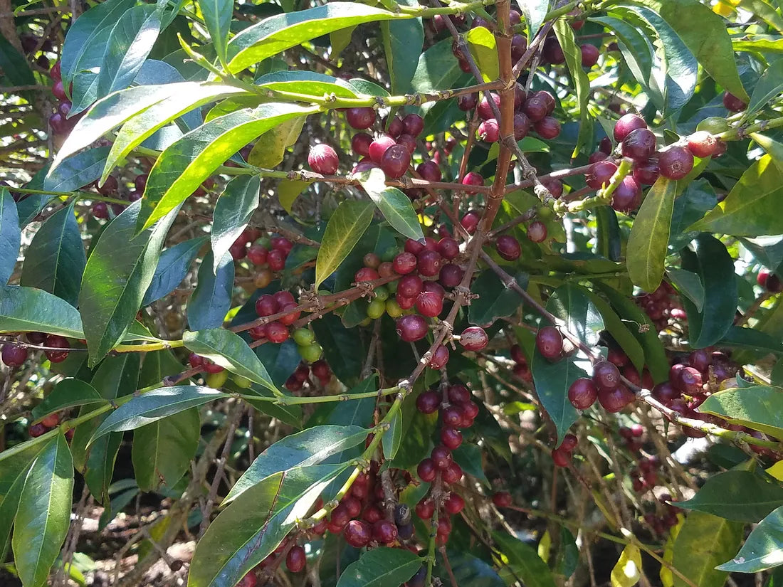 Kuri Mountain | Single Origin