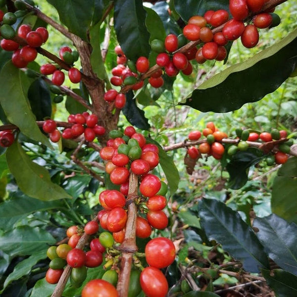 El Diviso Excelso | Single Origin