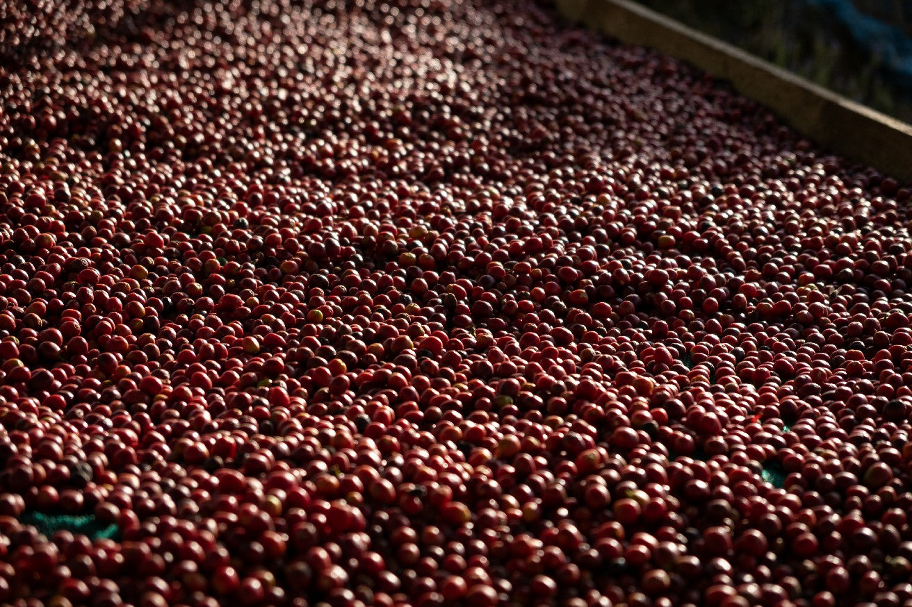 Yemenia & Kent | Rarities