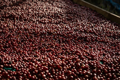 Yemenia & Kent | Rarities